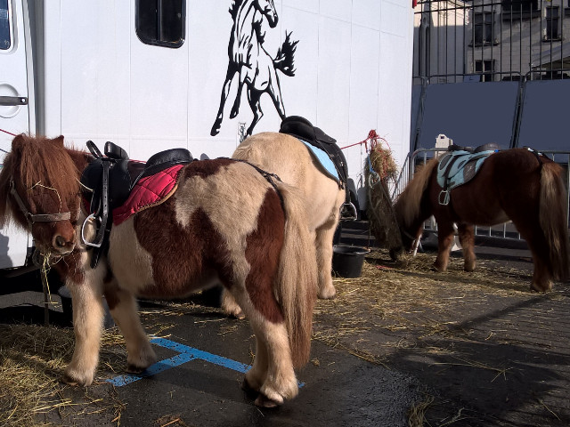 Poly, Polly et Coca